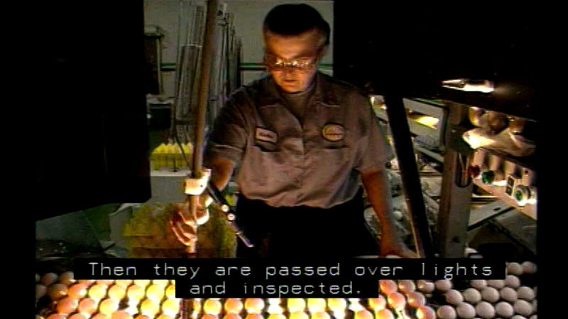 Still image from Poultry