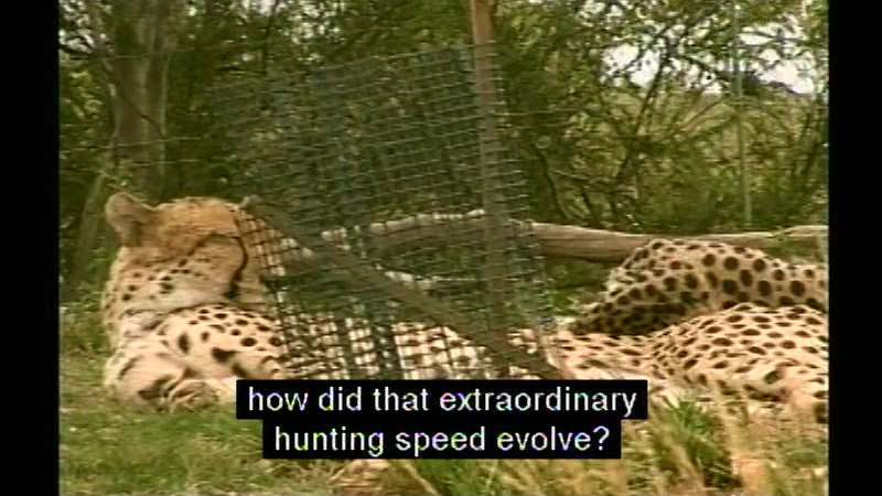 Cheetah reclining in the grass. Caption: how did that extraordinary hunting speed evolve?