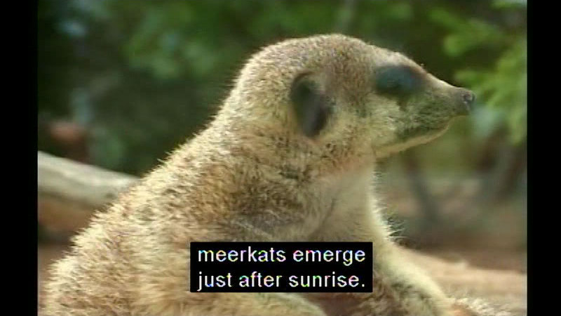 Small, furry animal with a pointed head and nose. Caption: meerkats emerge just after sunrise.