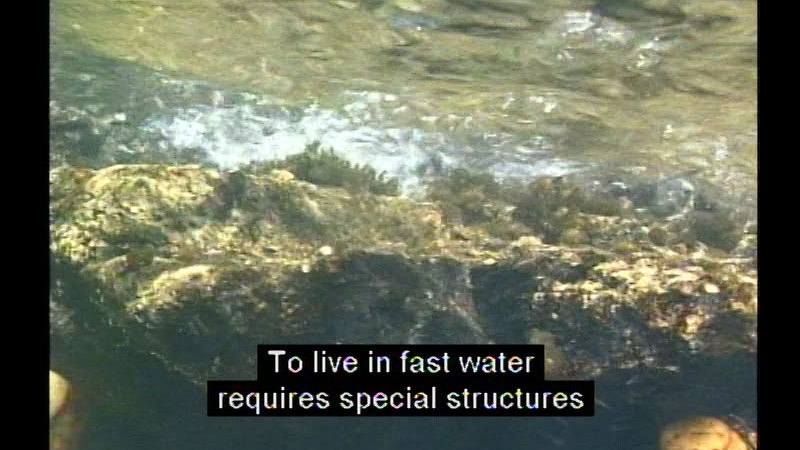 Underwater rock with plants on it. Caption: To live in fast water requires special structures