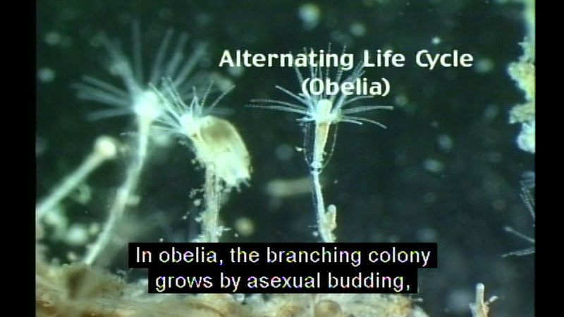 Closeup of translucent organisms with stalks topped on a flower-like head with tentacles. Alternating Life Cycle (Obelia). Caption: In obelia, the branching colony grows by asexual budding,