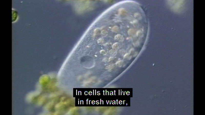 Microscopic view of an oval-shaped single-celled organism. Caption: In cells that live in fresh water,