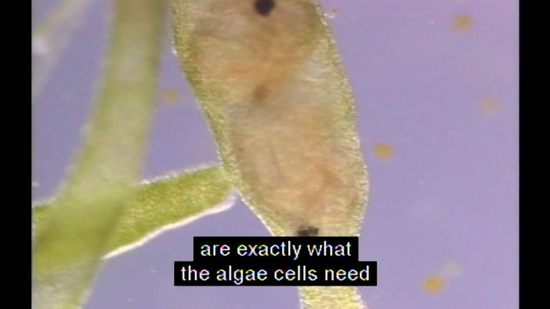 Close up view of a microscopic creature. A light green cell wall with a lighter beige internal structure is visible. Caption: are exactly what the algae cells need