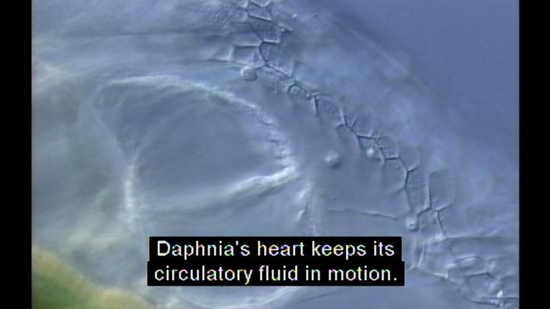 Extreme closeup of the cell structure showing the translucent outline of the heart. Caption: Daphnia's heart keeps its circulatory fluid in motion.