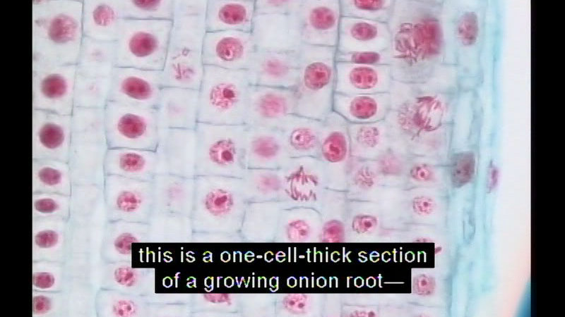 Microscopic view of brick-like cells with red nuclei. Caption: this is a one-cell-think section of a growing onion root-