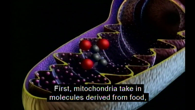 Illustration of a cell showing the cross section to expose the contents of the cell. Ribbon-like substance blankets the inner edge with spheres of various sizes suspended within. Caption: First, mitochondria take in molecules derived from food,