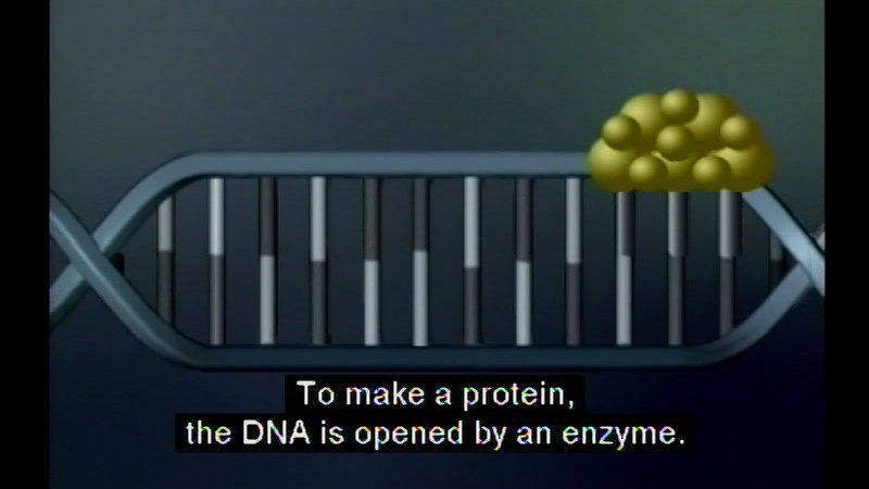 Illustration of a strand of DNA with a substance on one edge of it. Caption: To make a protein, the DNA is opened by an enzyme.