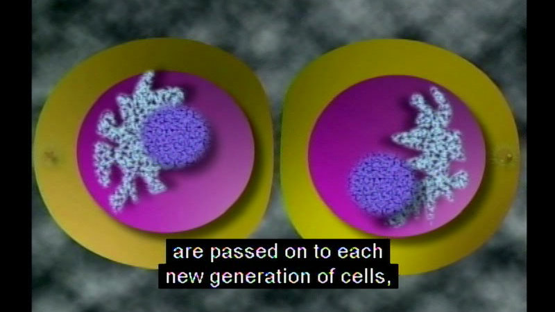 Illustration of two cells with identical internal structures. Caption: are passed on to each new generation of cells,