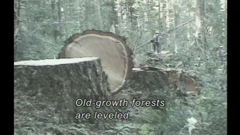 Forest setting with felled tree that has a diameter larger than the logger standing to one side. Caption: Old-growth forests are leveled,