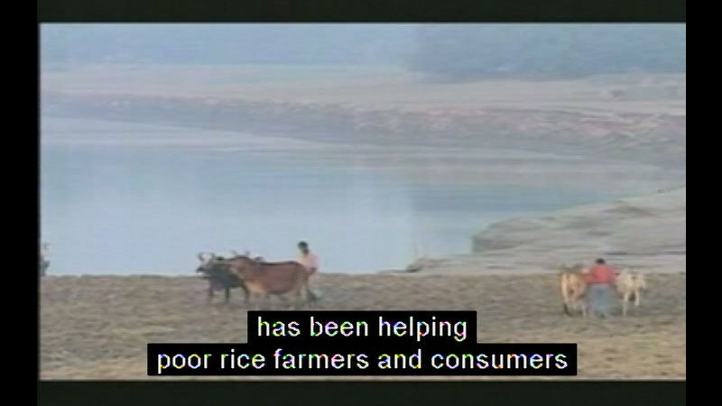 People herding cattle along the banks of a river. Caption: has been helping poor rice farmers and consumers