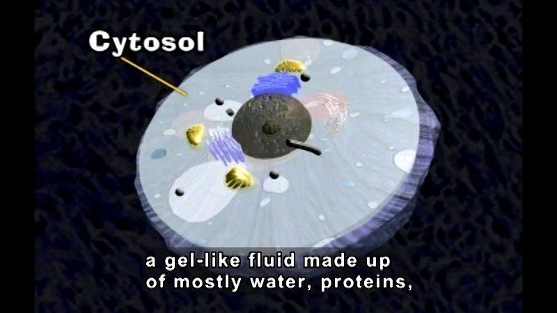 Cross section of a cell with various organelle encased in a clear fluid. Cytosol. Caption: a gel-like fluid made up of mostly water, proteins,