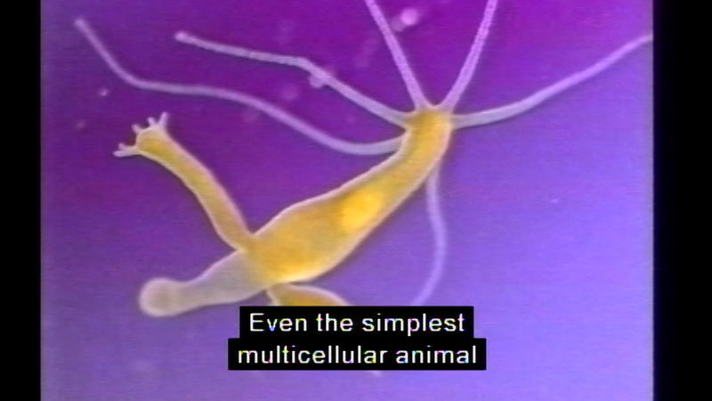 Microscopic view of an organism with tendrils and a central body. Caption: Even the simplest multicellular animal