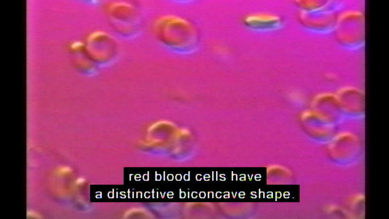 Microscopic view of disc shaped cells on a reddish background. Caption: red blood cells have a distinctive biconcave shape.