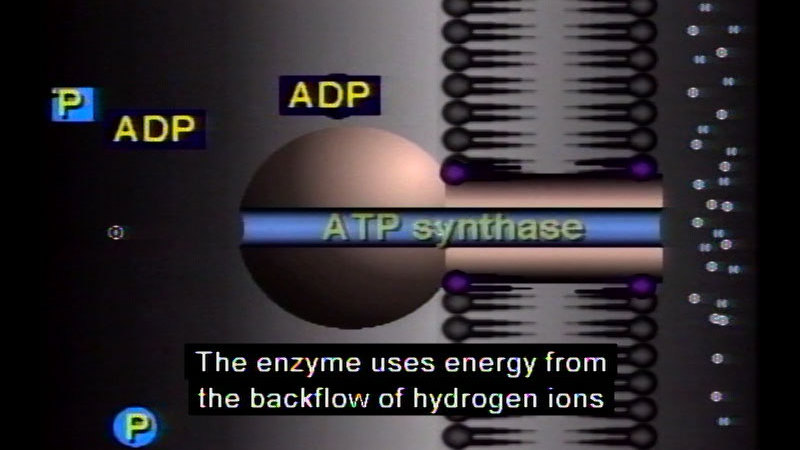 Complex diagram showing ADP and Potassium on one side of a cell wall and ATP synthase moving through the cell wall to the other side. Caption: The enzyme uses energy from the backflow of hydrogen ions