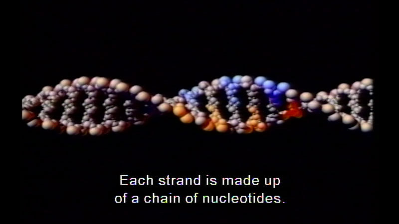 Two parallel strands twisting around a central axis. Caption: Each strand is made up of a chain of nucleotides.