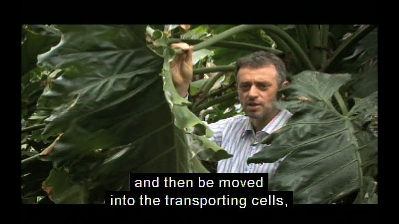 Man peering through large leaves. Caption: and then be moved into the transporting cells,