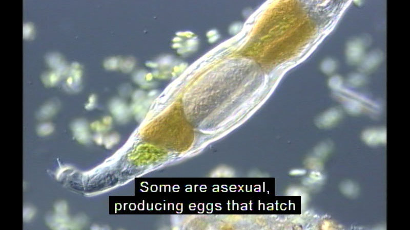 Close up view of microscopic organism.  Different colored organs are visible beneath the clear tissue of the body. Caption: Some are asexual, producing eggs that hatch