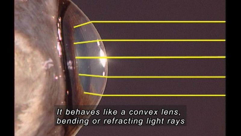 Closeup of the human eye with lines demonstrating how lights is refracted when it hits the lens. Caption: It behaves like a convex lens, bending or refracting light rays