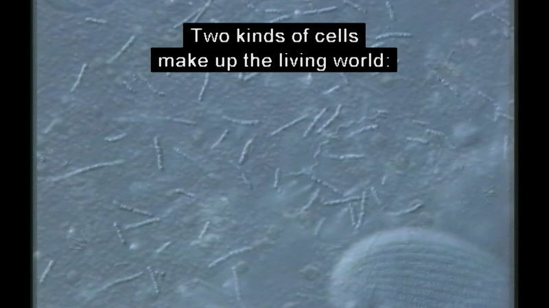 Microscopic view of small, tube-like structures. Caption: Two kinds of cells make up the living world: