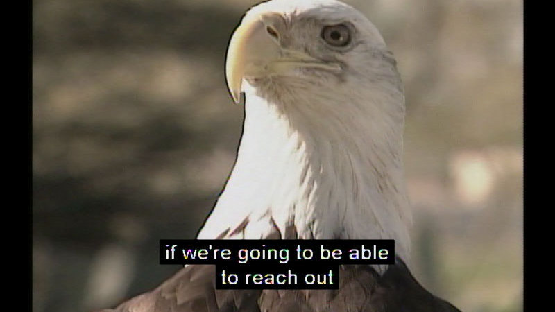 Close up view of the head of a bald eagle. Caption: if we're going to be able to reach out