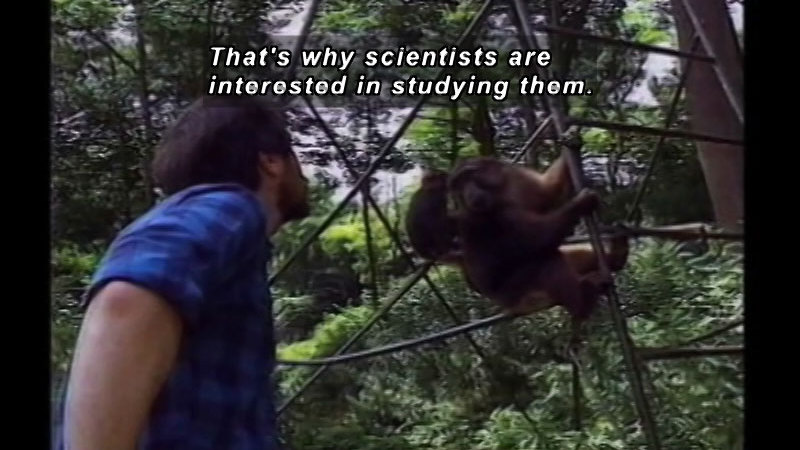 A person looking up at a pair of primates in the trees. Caption: That's why scientists are interested in studying them.
