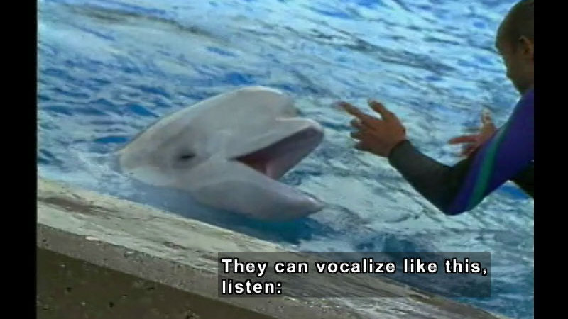 Dolphin in the water with its head over the water line and mouth open while a person in a wetsuit out of the water reaches towards the dolphin. Caption: They can vocalize like this, listen: