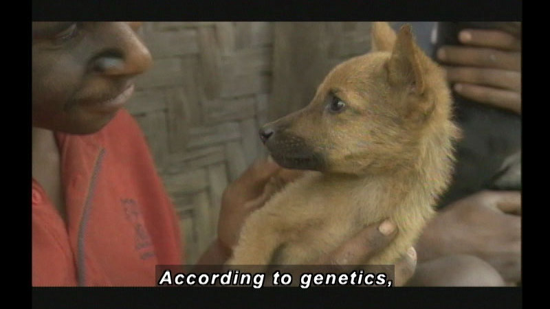 Human holding a small puppy and looking into its eyes. Caption: According to genetics,