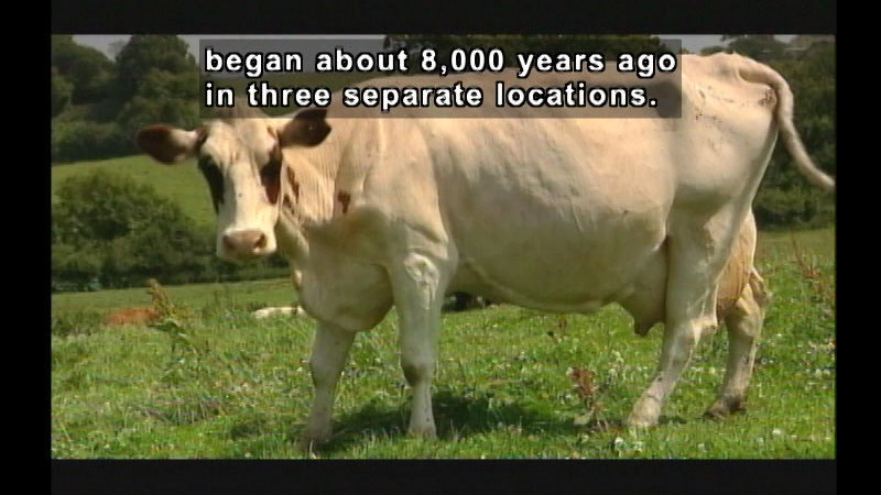 A white cow with brown spots on its head in a grassy field. Caption: began about 8,000 years ago in three separate locations.