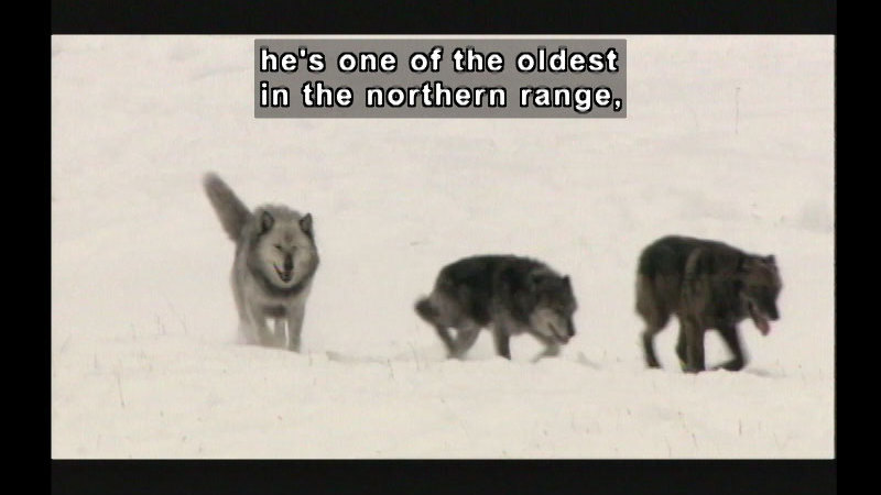 Three wolves in the snow. Caption: He's one of the oldest in the northern range,