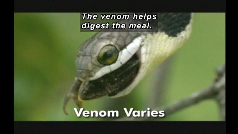 A snake with another animal mostly swallowed. Venom varies. Caption: The venom helps digest the meal.