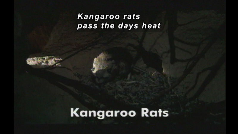 A shaft of light streaming from a hole in the wall of a small, enclosed burrow illuminates a rodent. Caption: Kangaroo rats pass the days heat