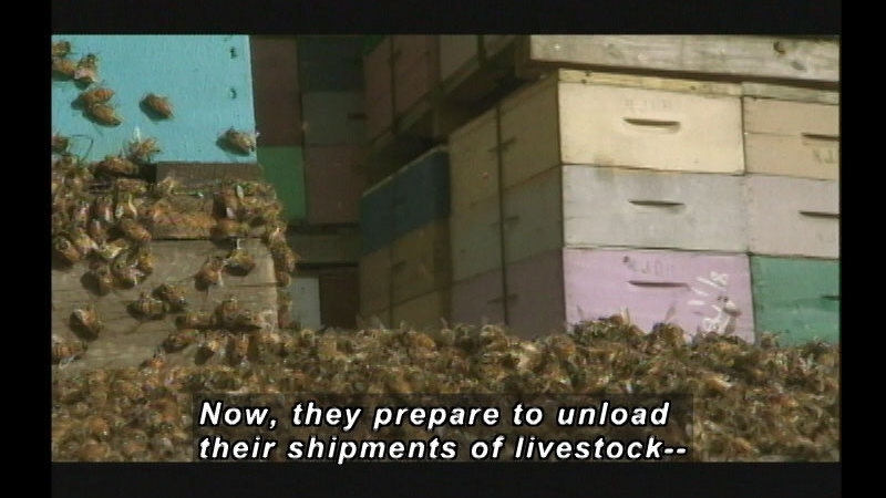 Stacks of man-made box hives with bees swarming them. Caption: Now, they prepare to unload their shipments of livestock--