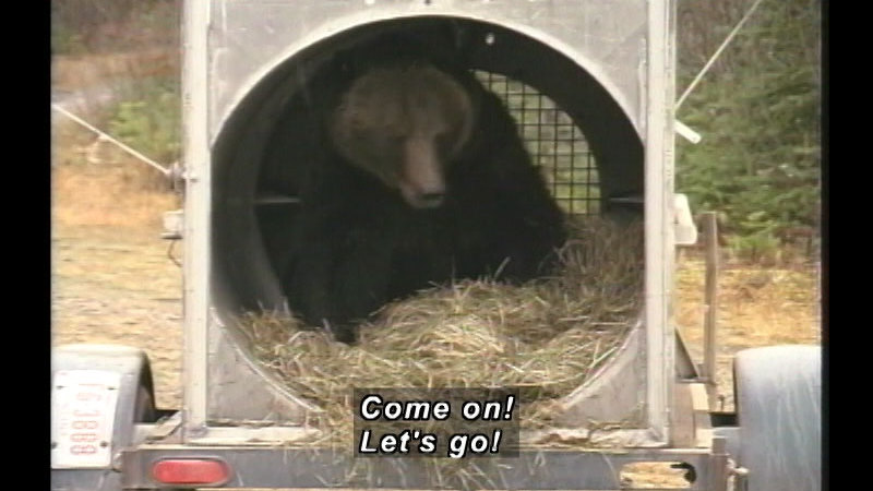 A bear in a cage with hay on the back of a trailer. Caption: Come on! Let's go!