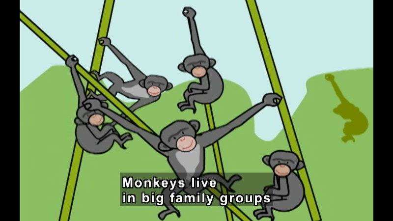 Illustration of several monkeys hanging from vines. Caption: Monkeys live in big family groups.