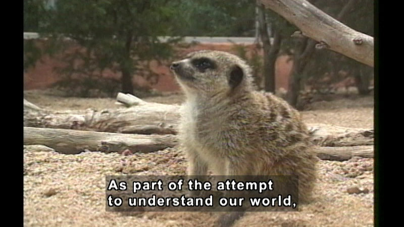 A meerkat sitting in the sand. Caption: As part of the attempt to understand our world,