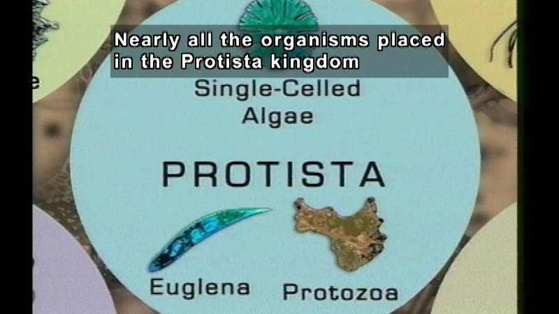 Example of two kinds of Protista, euglena and protozoa. Caption: Nearly all the organisms placed in the Protista kingdom