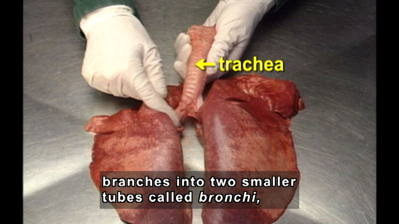 Gloved hand holding the trachea and lungs from a human body. Caption: branches into two smaller tubes called bronchi,