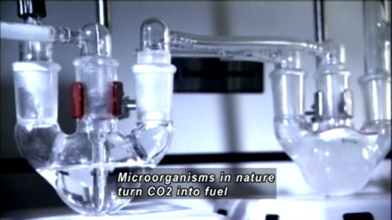Science lab equipment with reserviors and tubing. Caption: Microorganisms in nature turn CO2 into fuel.