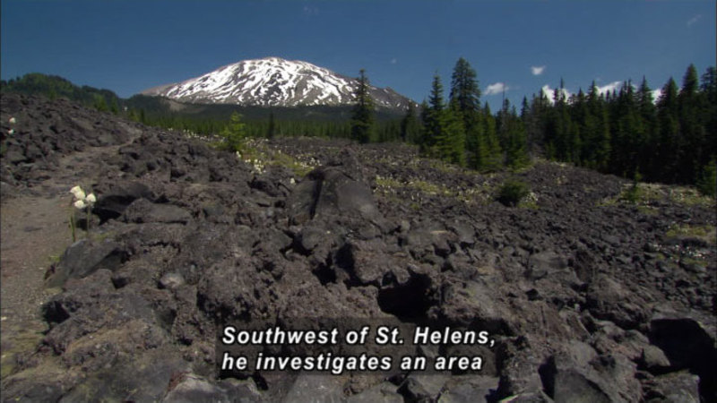 Lava field in foreground with evergreen trees and snowy mountain in background. Caption: Southwest of St. Helens, he investigates an area