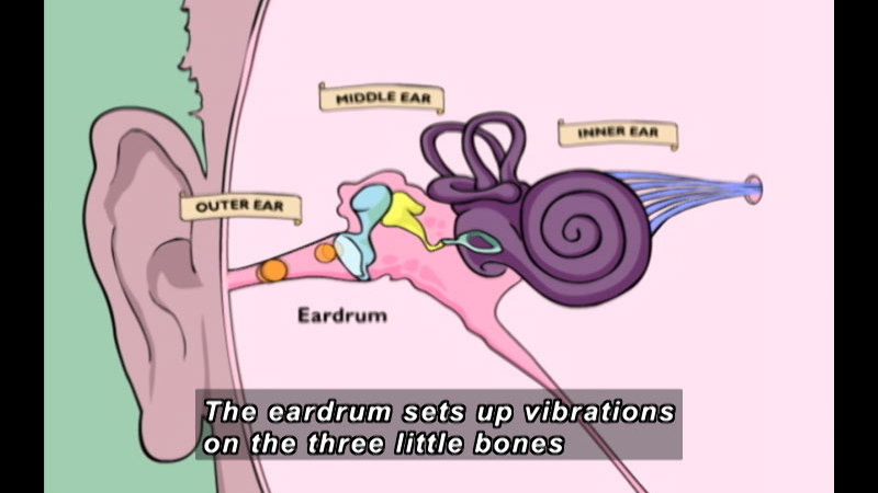 Diagram of the human ear. Outer ear, middle ear, and inner ear. In the middle ear there are three small bones that bridge the gap between the outer and inner ear. Caption: The eardrum sets up vibrations on the three little bones