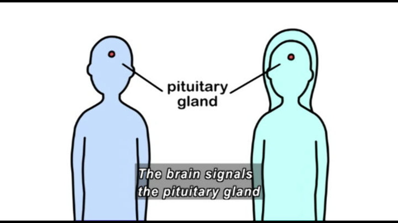 Outline of two bodies, a dot where the pituitary gland is located. Caption: The brain signals the pituitary gland
