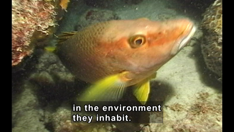 An orange fish with yellow fins swimming up from the ocean floor from between rocks toward the viewer. Caption: in the environment they inhabit.