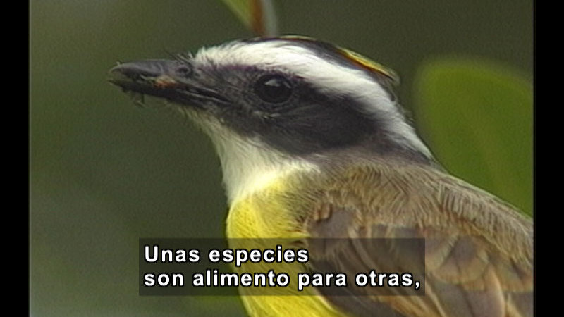 A bird with yellow breast, brown wing, and white and black striped head with a bug in its mouth. Spanish captions.