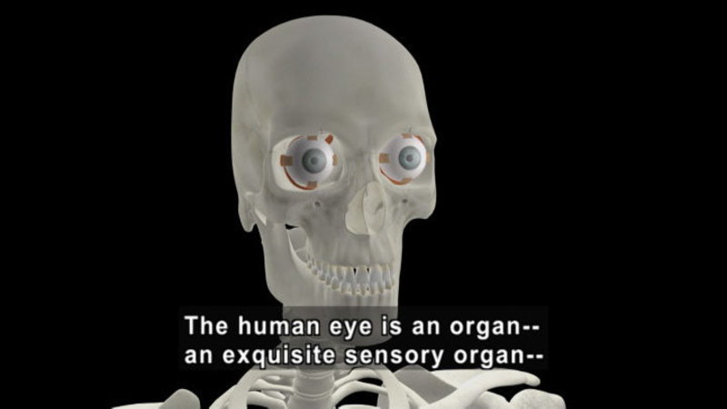 Illustration of a human skull with the eyeballs still present. Caption: The human eye is an organ -- an exquisite sensory organ --