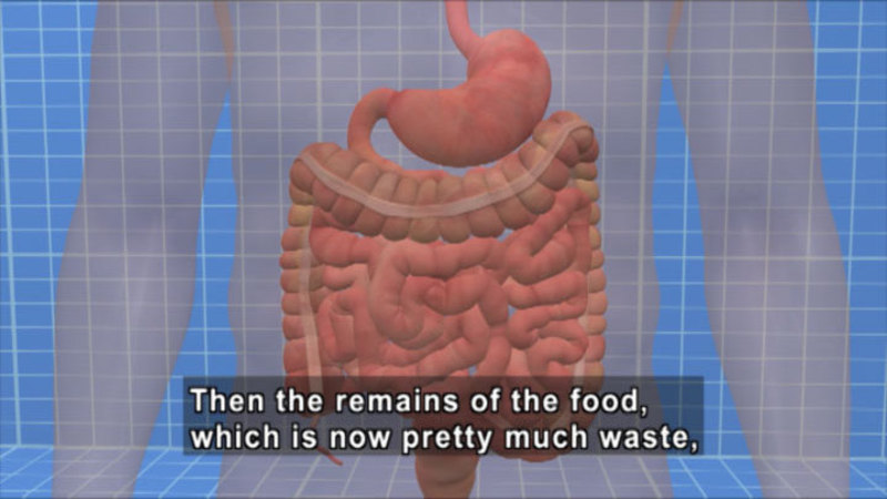 Illustration of the human digestive system. Caption: Then the remains of the food, which is now pretty much waste,