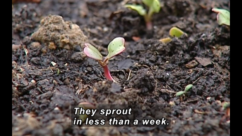 Plant sprouting from the ground. Caption: They sprout in less than a week.