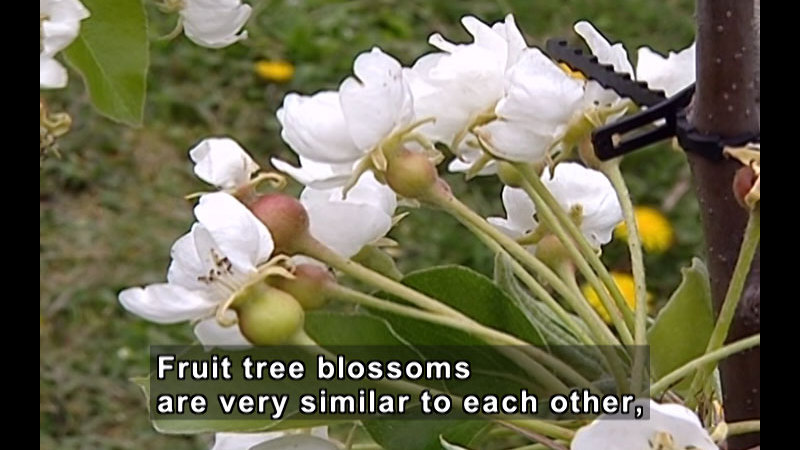 Closeup of white blossoms on a tree. Caption: Fruit tree blossoms are very similar to each other,