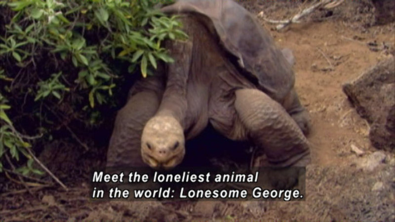A large turtle walking. Caption: Meet the loneliest animal in the world: Lonesome George.