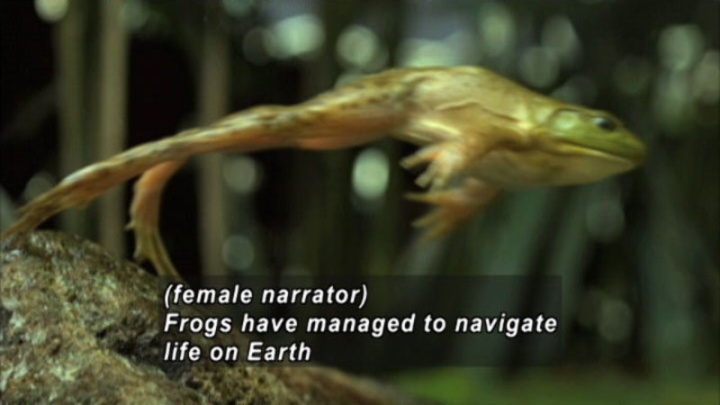 A frog in mid-leap. Caption: (female narrator) Frogs have managed to navigate life on Earth
