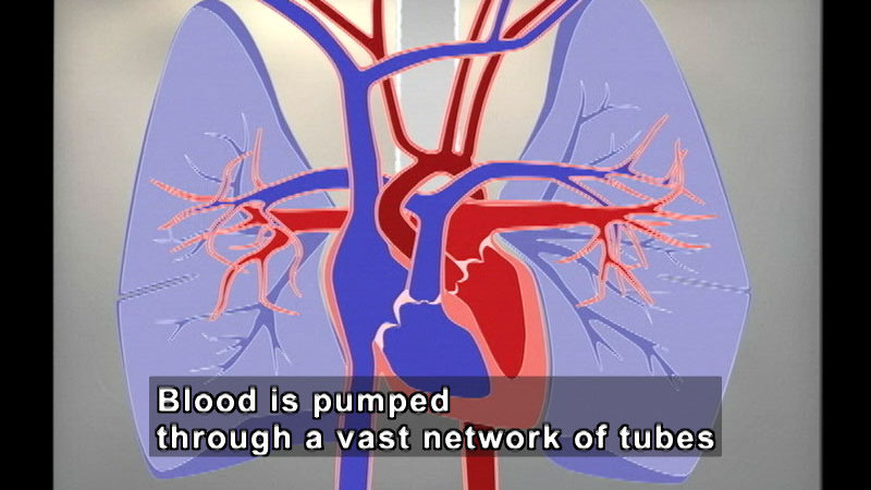 Illustration of the heart and lungs with the vascular system highlighted. Caption: Blood is pumped through a vast network of tubes